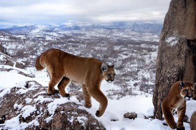 puma, mountain lion, snow, winter, nature, canyon, predator, comfort, alert, stealth, hunting, fur, shine, descend, panorama, wilderness, rock, peak, steel, wild