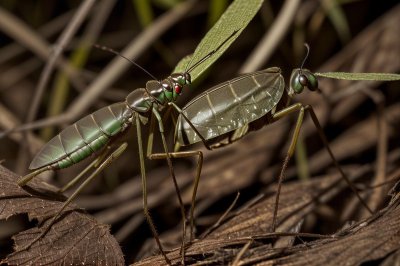 mantis, mimicry, camouflage, brown, dried leaf, insect, forest floor, leaf, veins, stealth, nature, brownish, animal, bark, natural environment, wildness, soil, early, life cycle