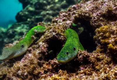eel, green moray eel, reef, jaws, teeth, cave, crevice, nature, predator, ocean, green, sharp, dangerous, camouflage, marine life, coral reef, animal, open mouth, watery, surface, reef predator