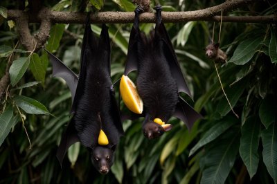 bat, fruit bat, giant, mango, eating, hang, upside down, wings, eyes, tree, jungle, nocturnal, animal, nature, flying fox, branches, wilderness, mammal