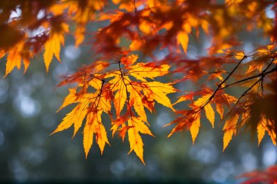 autumn, red leaves, japanese maple, natural landscape, green color, sunlight, autumn colors, deciduous tree, warmth, rustic, clear sky, seasonal change, outdoor, botany, tranquil, beauty of nature, bokeh effect, nature inspired, foliage, country life
