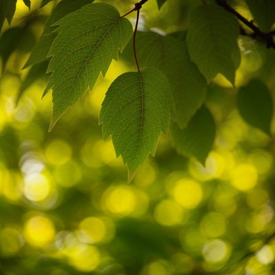 leaves, bright green, autumn, nature, bokeh background, sunlight, natural beauty, deciduous tree, plant motif, ecology, outdoor scene, green leaves, natural, green color, outdoors, yellow background, close-up, landscape, yellow, plant, bright