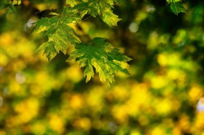 leaves, bright green, autumn, nature, bokeh background, sunlight, natural beauty, deciduous tree, plant motif, ecology, outdoor scene, green leaves, natural, green color, outdoors, yellow background, close-up, landscape, yellow, plant, bright