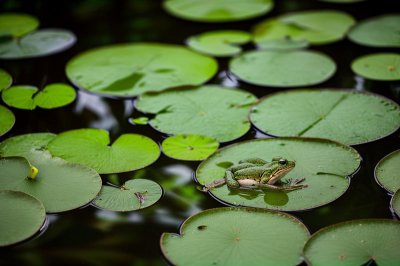 frog, lily pads, reflection, wetland, macro, green, leaves, nature, habitat, wildlife, water surface, earth tones, daylight, calm environment, iphone wallpaper, phone wallpaper