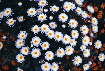 aster, white flowers, free background, autumn, close up, plant, gardening, background, laptop wallpaper, dark colors, botanical, blossom, cold colors, floral, green and white, cool backgrounds, 4k wallpaper, hd wallpaper, mac wallpaper, free wallpaper, floral background, wallpaper 4k, desktop backgrounds, autumn flowers, windows wallpaper, full hd wallpaper, autumn mood, wallpaper, wallpaper hd, nature, yellow center, 4k wallpaper 1920x1080, seasonal flowers, beautiful wallpaper, parting mood