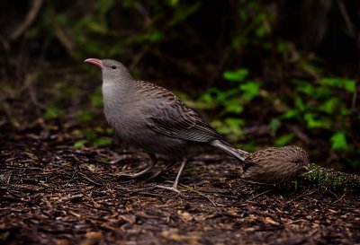 kiwi, bird, flightless, beak, forest, night, nocturnal, new zealand, long beak, feathers, foraging, dirt, leaves, midnight, damp, rare, nature, animal, exploration, unique