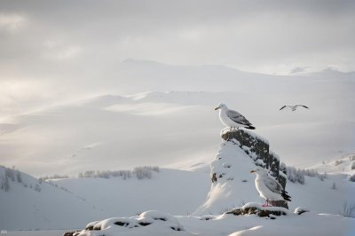 seagull, winter, snow, nature, animal, winter scene, solitude, white feathers, cold, blue sky, view, cloud, natural environment, bird, lonely, landscape, silence, tide, natural beauty, peaceful atmosphere