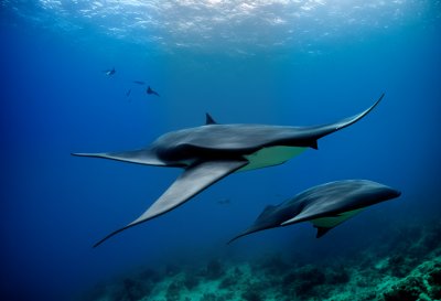 manta, ocean, ray, glide, wings, underwater, filter feeder, deep blue, floating, gentle, majestic, marine life, giant, beauty, peaceful, water, black, white, stealth, nature