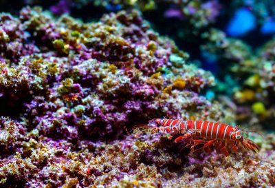 mantis shrimp, peacock mantis, reef, nature, strike, aquarium, tropical, claws, eyes, neon, ocean, predator, marine life, punch, coral, marine biodiversity, sea creatures, ecosystem, water, aquarium life