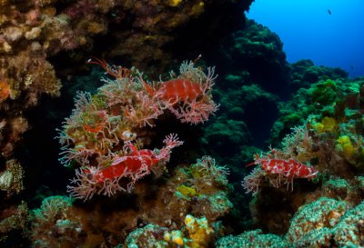 moray, reef, jaws, cleaner shrimp, symbiosis, cave, ocean, underwater, parasite, marine life, teeth, predator, coral reef, nature, deep sea, sea eel, marine biology, ecosystem, fish, sea life, underwater predator, ecological balance
