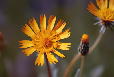 hawkweed, yellow flower, natural background, macro, macro photography, nature, wildflowers, detailed photo, summer, bright yellow, focus, macronature, wild flora, geobotany, blooming flower, spot focus, botany, green stem, photography, bright contrast, macro flowers, meadow plant