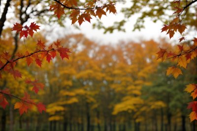 autumn, nature, landscape, forest, trees, leaves, park, rain, mountains, road, path, contemplation, beautiful, outdoor, calm, autumn leaves, winding roads, romantic, tranquil