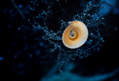 nautilus, shell, spiral, deep sea, chambered, tentacle, ancient, abyss, floating, marine life, rare, evolution, natural light, ocean, striped, submarine light, depth, ancestor, biology, nature