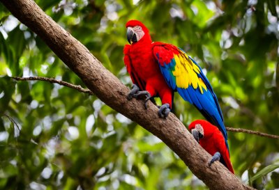 parrot, macaw, scarlet macaw, red, yellow, blue, feathers, jungle, rainforest, branch, beak, exotic, colorful, tropical, bird, eating, foliage, nature, animal, wild