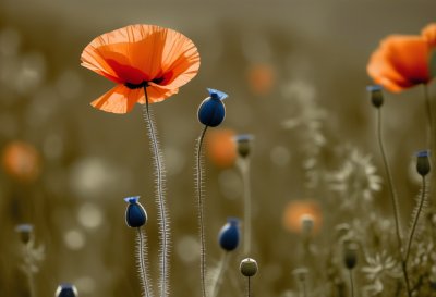 poppy, hd wallpaper, 4k wallpaper, wildflower, papaver, laptop wallpaper, mac wallpaper, flower wallpaper, flower, poppy bud, hairy stem, free wallpaper, nature background, windows wallpaper, wallpaper 4k, backlighting, spring, beautiful nature, summer, cool backgrounds, flora, nature, macro, beautiful wallpaper, close up, green background, desktop backgrounds, bokeh, 4k wallpaper 1920x1080, free background, beautiful flowers, wallpaper, wallpaper hd, field flower, blooming, floral background, flower background, nature wallpaper, bud, full hd wallpaper, colors