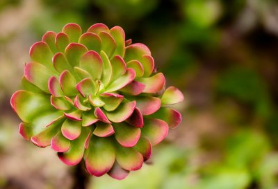 aeonium, succulent, thick leaf, nature, leaves, green color, macro, plant, detail, garden, natural, botany, pointed edges, cultivation, drought-tolerant, red edges, outdoor environment, photography, tenderness, green