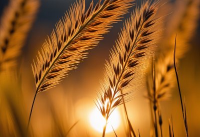 grass, nature, golden hour, soft light, sedge, dry stalks, pastel colors, autumn, flora, outdoors, focus, seasonal, calm, pampas grass, nature details, bio, natural beauty, texture, golden hue, abstract