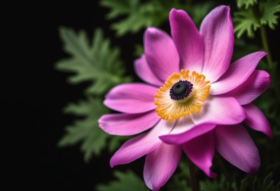 anemone, pink, bloom, flower, leaf, garden, nature, petals, bud, beautiful, sunlight, outdoor, summer, fresh, detail, sharp, delicate, macro, art, creative, background