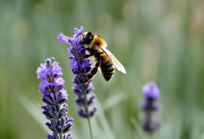 bee, lavender, insect, pollination, bumblebee, flower background, bloom, purple, flower wallpaper, nature, macro, summer, flower, biology, bumblebee on flower, feeding, alive, flower garden, green background, beautiful flowers, natural science, evolution, ecosystem