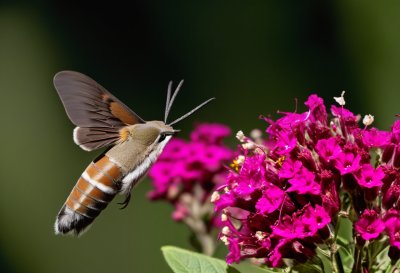 hummingbird hawk moth, moth, macro, close up, flying, hovering, feeding, nectar, proboscis, flower, pink flowers, valerian, garden, wildlife, fauna, wings, summer, action, nature, hd wallpaper, background, wallpaper