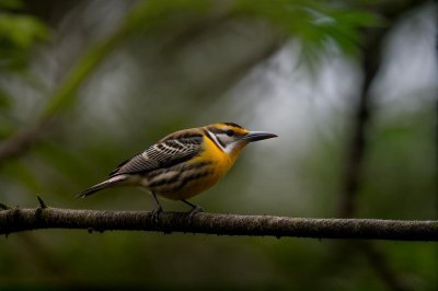 bird, nature, wildlife, borneo, whistler, ornithology, plumage, branch, tropical, view, rainforest, green, yellow, beautiful, birdwatching, fauna, nice, on a branch, avian, macro, bird in nature