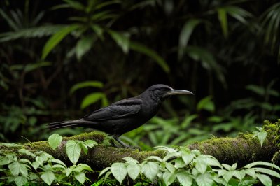 nature, wildlife, bird, borneo, male, portrait, jungle, ecology, natural habitat, rainforest, black color, front view, natural beauty, animal care, exotic animal, birdwatching, scientific research, biodiversity, black bird, macro