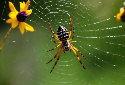 spider, nature, arachnid, web, insect, flowers, garden, background, animal, yellow, macro, wildlife, landscape, close-up, natural, colors, meadow, outdoor, environment, wildflower