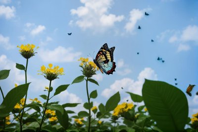 butterfly, flowers, insect, blue sky, pollination, beautiful flowers, summer, flower wallpaper, wings, yellow, nature, macro, detail, bees, wild, environment, honeycomb, flower background, eco, colorful, fragile
