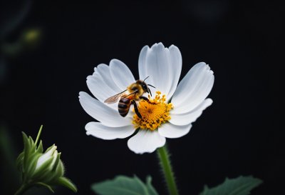 bee, flower, pollen, flower background, nature, pollinator, wings, white flower, garden, insect pollination, macro, flower wallpaper, daylight, bee pollination, magnification, beautiful flowers, details, contrast, natural, close-up view, yellow stamens