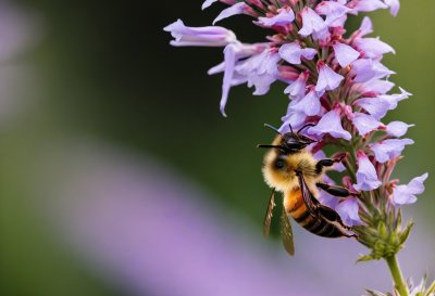 bee, flower, beautiful flowers, nature, pollination, macro photography, insect, honeybee, flying, biology, blurred background, purple, garden, summer, ecosystem, sharp, flower wallpaper, beauty, honey, flight, flower background, botany, gardening