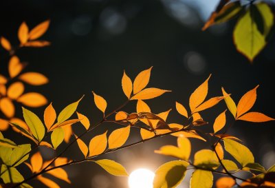 autumn, leaves, nature, light, backlighting, orange, greenery, outdoors, natural, beauty, detail, natural world, dry, grass, magic, decay, nature detail, peaceful, simplicity