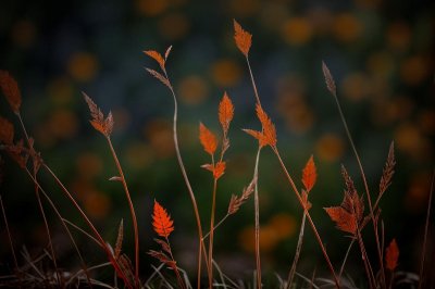 grass, nature, close-up, bokeh, stalk, dry leaves, autumn, sunlight, blurred background, outdoor, natural light, ground plant, clumps, plant structure, rural, afternoon, delicate, feathery, ground texture