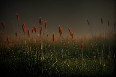 plant, grass, dry grass, nature, summer, natural light, bokeh, background, beautiful wallpaper, floral background, macro photography, detail, delicate, season, outdoors, soft lighting, aesthetic, calm, close-up, dandelion, dry, outdoor