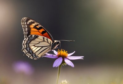 butterfly, beautiful flowers, flower, nature, wildflower, macro photography, natural beauty, flower wallpaper, delicacy, wing, natural world, flight, yellow, blue, beauty, butterfly wings, insect, growth, flower background, bright, timing