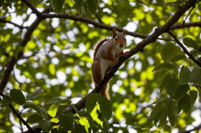 squirrel, tree, leaves, nature, cute, sciurus vulgaris, hide, wilderness, curious, camouflage, bright green, reddish-brown, sanctuary, close-up, cuteness, curiously observing, small animal, untouched, environment