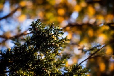 korean fir, cone, pine needles, tree, forest, nature, branch, evergreen, beautiful, macro, green, detail, conifer, ecology, flora, biology, needle branch, cone bark, rural, botany