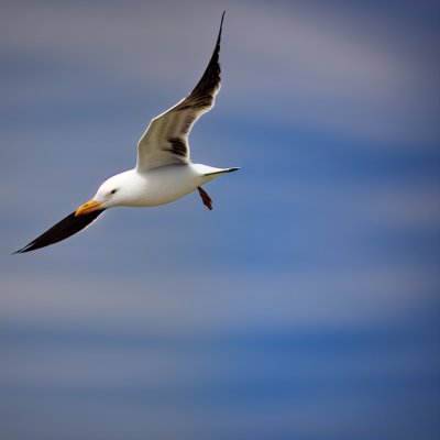 seagull, black-headed, bird, sea bird, flying, flight, wings, wildlife, animal, water, lake, nature, marine life, gliding, blue, surface, wild, outdoor, background