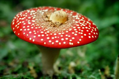 mushroom, amanita muscaria, nature, poisonous, autumn, close-up, red, good luck, beauty, red fly agaric, meadow grass, decorative, biology, mycology, fauna, picturesque, clear, landscape, science