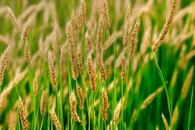 rice, crop, agriculture, wheat fields, plantation, grain, farmland, nature, field, green leaves, ecosystem, food, culture, agricultural, seed, harvest, farming, cultivation, cereal, green color