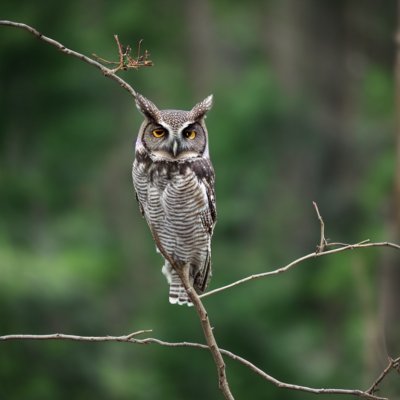 owls, dark, nature, branch, eyes, raptor, bird eyes, owl, green, wings, predation, wilderness, flyer, night bird, bark, birdlife, breeding, natural environment, bird habitat, bird ecology