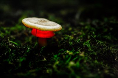 mushroom, glowing mushroom, nature, forest, fantasy, fungi, mystical, light, moss, lamp, fall, multiverse, mycology, glow, fairy tale, calm, captivating, enchanting, darkness, lampshade, mysterious