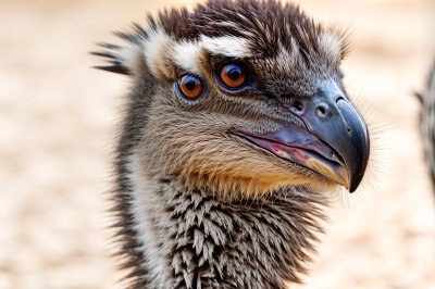 emu, mac wallpaper, free background, 4k wallpaper, bird, animal, wildlife, head, cool backgrounds, portrait, face, beak, 4k wallpaper 1920x1080, laptop wallpaper, eye, beautiful nature, wallpaper 4k, feathers, detailed, free wallpaper, beautiful wallpaper, nature wallpaper, look, full hd wallpaper, wallpaper hd, stare, big bird, windows wallpaper, nature background, hd wallpaper, flightless bird, nature, desktop backgrounds, wallpaper, sharp like a razor, australia, background