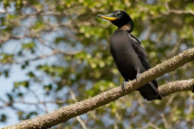 cormorant, great cormorant, 4k wallpaper 1920x1080, seabird, wallpaper hd, laptop wallpaper, full hd wallpaper, water, windows wallpaper, desktop backgrounds, feathers, black bird, beautiful wallpaper, perching, tree branch, free background, hd wallpaper, wallpaper 4k, river, beautiful nature, reflections, nature background, wildlife, bird, 4k wallpaper, nature, nature wallpaper, background, wallpaper, ornithology, natural light, free wallpaper, mac wallpaper, cool backgrounds, golden, water bird, zoology