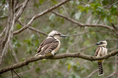 bird, kookaburra, wildlife, nature, animal, feathers, perched, avian, beak, australian, birdwatching, branch, tree, native, birdsong, on a branch, wild bird, frontal view