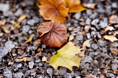chestnut, autumn, husk, open, spiky, gravel, ground, nature, glossy, macro, detail, plant, forest, seed, wood, decorative, horizontal, beautiful, natural