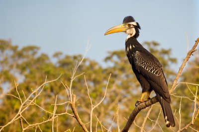 hornbill, savannah, exotic bird, wildlife, animal portrait, bird species, beak, black bird, african fauna, nature, birds of africa, wilderness, birds, beautiful birds, ecosystem, bucorvidae, open landscape, natural habitat, sunny day, ecology, horned birds