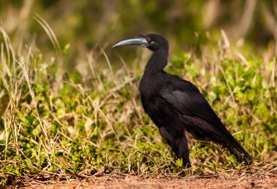 bird, beak, nature, black, abyssinian ground hornbill, animal, jungle, grass, wildlife, natural habitat, savannah, african bird, large bird, crown, drought, large beak, exotic bird, biome, camouflage, natural history, ecosystem
