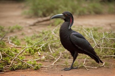 bird, beak, nature, black, abyssinian ground hornbill, animal, jungle, grass, wildlife, natural habitat, savannah, african bird, large bird, crown, drought, large beak, exotic bird, biome, camouflage, natural history, ecosystem