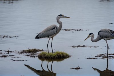 bird, nature, lake, mud, reflection, wetland, avian, heron, birdwatching, calm, watery, nesting ground, climate change, conservation, daylight, wild, solitary, aquatic, silence