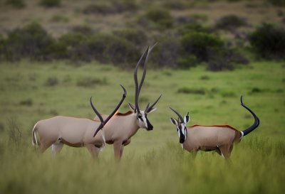 antelope, gemsbok, nature, wildlife, savanna, game, horns, bushveld, land, grass, green, ecosystem, african nature, dry, wilderness, safari, bird view, nature reserve, animal, long focal length camera